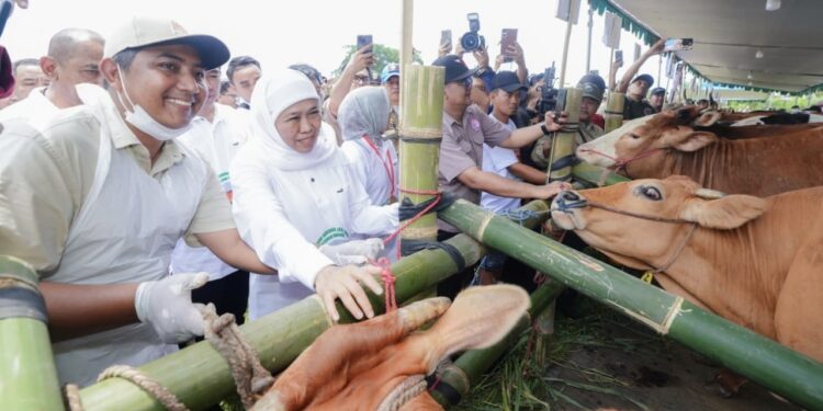 Gerak Cepat Kendalikan PMK, Gubernur Khofifah Distribusikan 453 Ribu Dosis Vaksin Tahap I ke 38 Kabupaten/Kota