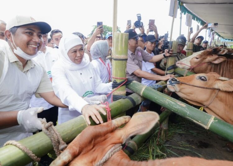 Gerak Cepat Kendalikan PMK, Gubernur Khofifah Distribusikan 453 Ribu Dosis Vaksin Tahap I ke 38 Kabupaten/Kota