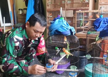 Di Tengah Kesibukan Sebagai Tentara, Anggota Kodim 0809/Kediri Budidaya Kenari