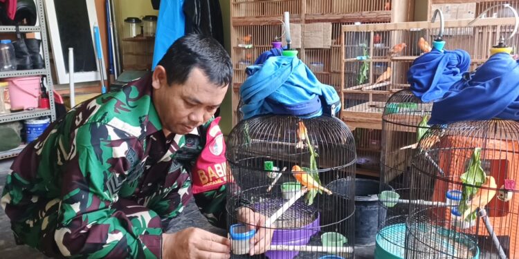 Di Tengah Kesibukan Sebagai Tentara, Anggota Kodim 0809/Kediri Budidaya Kenari