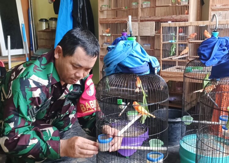 Di Tengah Kesibukan Sebagai Tentara, Anggota Kodim 0809/Kediri Budidaya Kenari