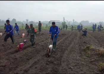 Sinergi Ketahanan Pangan, Pemkab Kediri dan TNI Tanam Jagung di Desa Gadungan