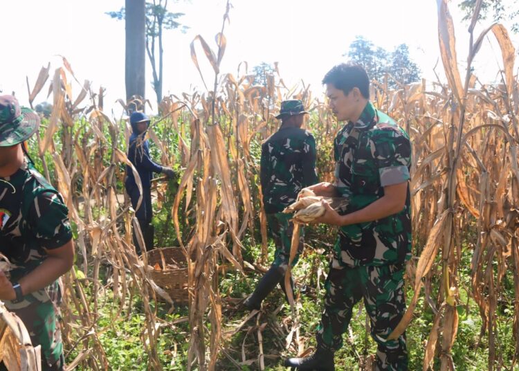 Dukung Ketahanan Pangan, Satgas TMMD 127 Kediri Gelar Panen Raya Jagung