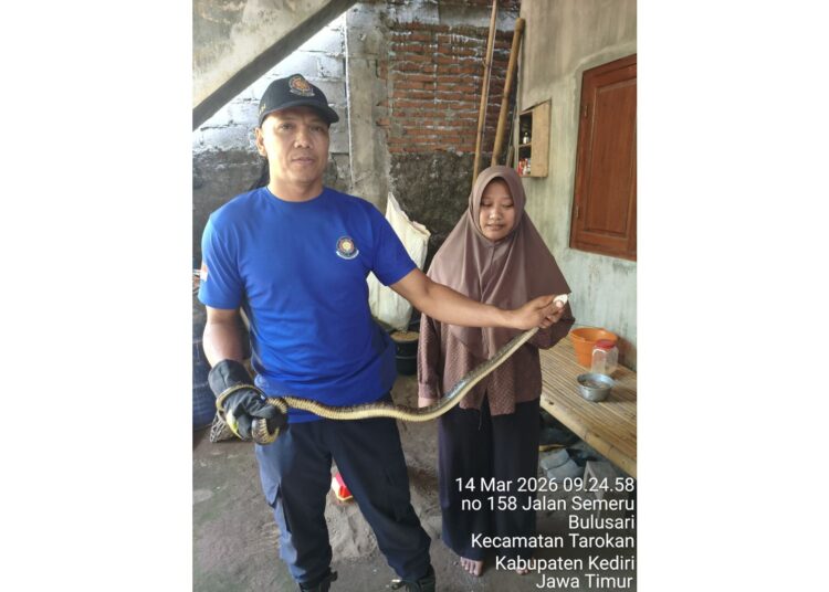 Damkar  Evakuasi Ular Coros Sepanjang 1,5 Meter di Pemukiman