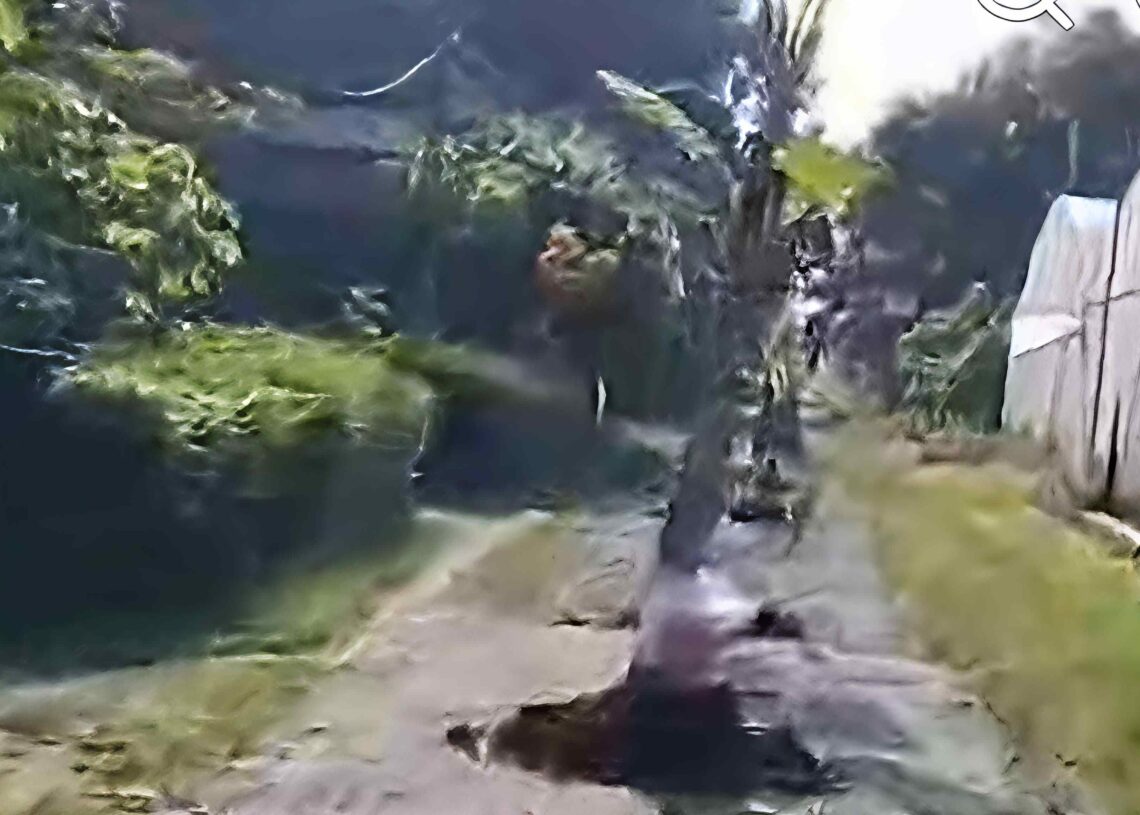 Dua Tahun Janji Palsu, Warga Desa Bakung Blitar Tanam Pohon Pisang di Tengah Jalan