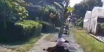 Dua Tahun Janji Palsu, Warga Desa Bakung Blitar Tanam Pohon Pisang di Tengah Jalan