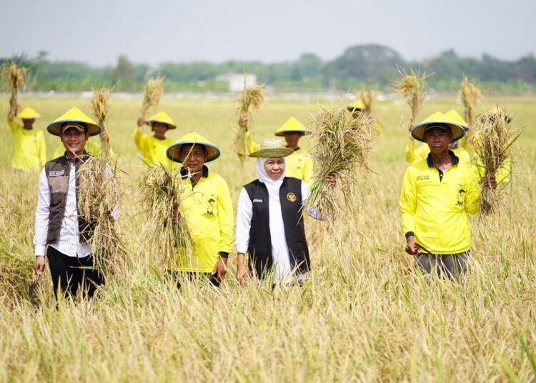 Jaga Ketahanan Pangan, Pemprov Jatim Siapkan Langkah Strategis Hadapi Dampak Kekeringan