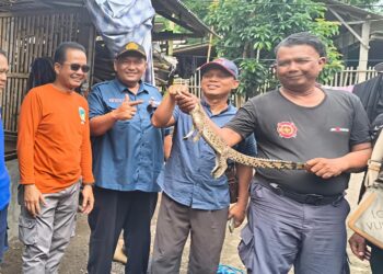 Geger Buaya Muncul di Selokan, Warga Desa Deyeng Kediri Sempat Mengira Biawak