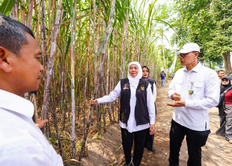 Khofifah Pimpin Tanam Perdana Program Bongkar Ratoon Tebu Serentak di 11 Kabupaten se-Jatim