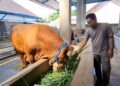 Sapi Limosin 1 Ton Milik Peternak Kediri Terpilih Jadi Hewan Kurban Presiden Prabowo