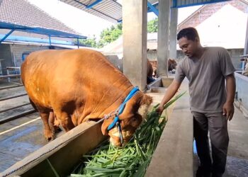 Sapi Limosin 1 Ton Milik Peternak Kediri Terpilih Jadi Hewan Kurban Presiden Prabowo