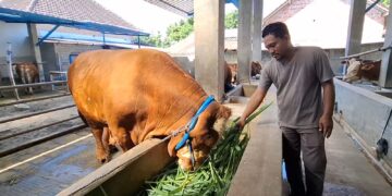 Sapi Limosin 1 Ton Milik Peternak Kediri Terpilih Jadi Hewan Kurban Presiden Prabowo