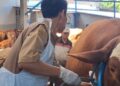 Sapi “Bimo” Milik Peternak Kediri Menjadi Hewan Kurban Kepresidenan, DKPP Pastikan Kondisi Sapi Sehat