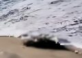 Geger! Jasad Wanita Tanpa Kepala Ditemukan Terdampar di Pantai Cemoro Sewu Tulungagung