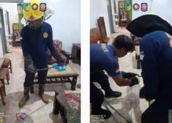 Warga Panik Ular Kobra Sembunyi di Balik Tumpukan Kardus