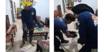 Warga Panik Ular Kobra Sembunyi di Balik Tumpukan Kardus