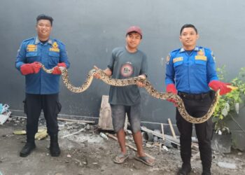 Damkar Kabupaten Kediri Evakuasi Dua Ular dari Pemukiman Warga dalam Sehari