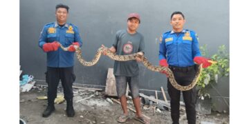 Damkar Kabupaten Kediri Evakuasi Dua Ular dari Pemukiman Warga dalam Sehari
