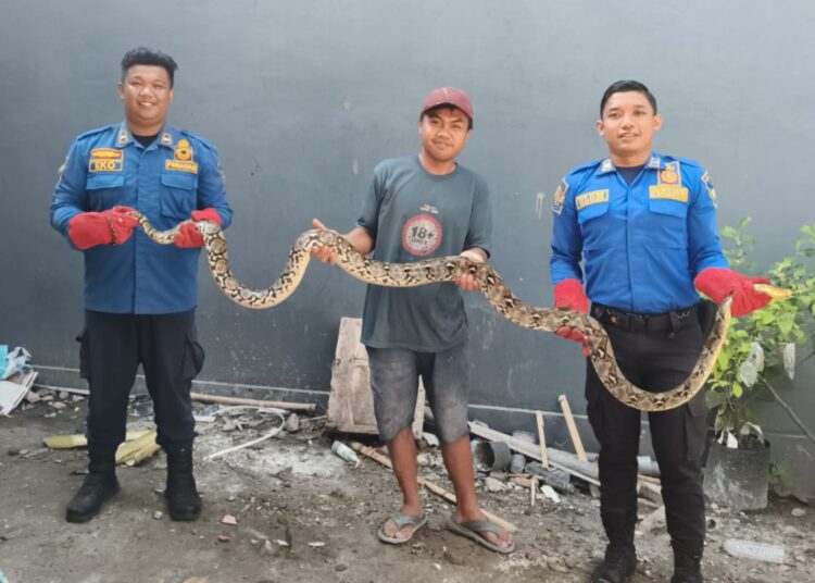 Damkar Kabupaten Kediri Evakuasi Dua Ular dari Pemukiman Warga dalam Sehari