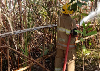 Nekat Bakar Daun Tebu saat Cuaca Panas, Petani Tebu di Mojo Kediri Ditemukan Tewas Terbakar