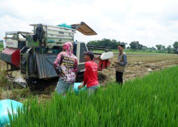 BULOG Kediri Amankan Stok Pangan, Serapan Beras Petani Tembus 100 Persen Lebih Cepat dari Target