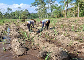 Antisipasi Anjloknya Produksi Tebu, MKSO Kebun Dhoho Perketat Pengawasan Irigasi