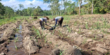 Antisipasi Anjloknya Produksi Tebu, MKSO Kebun Dhoho Perketat Pengawasan Irigasi