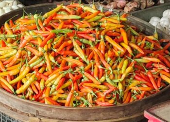 Stok Menipis Akibat Kemarau, Harga Cabai Rawit di Kota Kediri Melambung